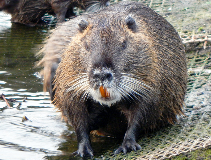 muskrat